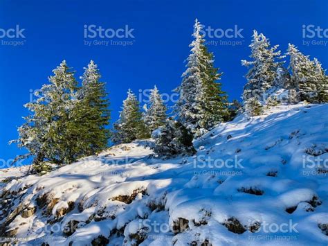 Mountain Pine Trees Covered With Snow Stock Photo Download Image Now