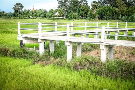 Bridge Footbridge Walkway Pathway Along Rice Paddy Field Stock Image