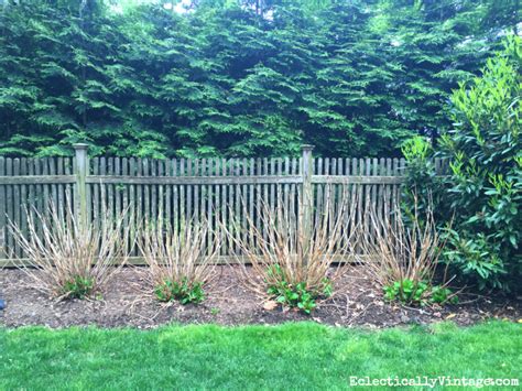 Mar 02, 2021 · why hydrangea color changes. Winter Kill Hydrangeas Care