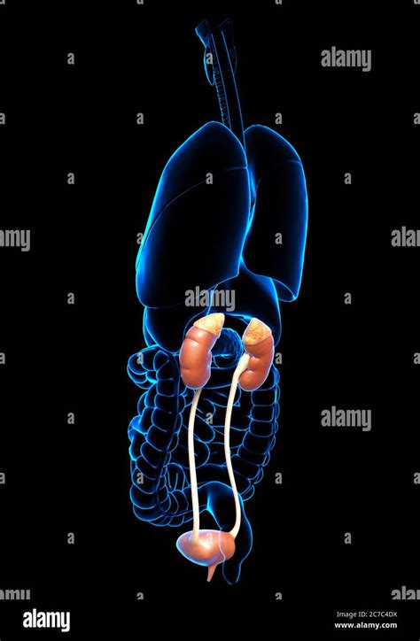 3d Rendered Medically Accurate Illustration Of The Kidneys And Urinary