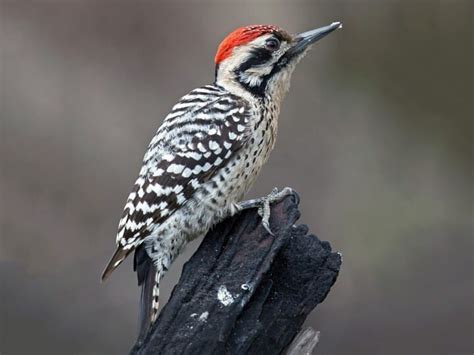 Types Of Woodpeckers