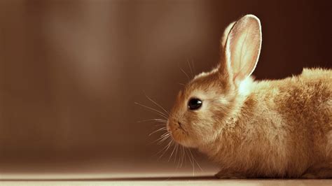 Cute Brown Rabbit Is Lying Down On Floor With Staring Eyes In A Brown