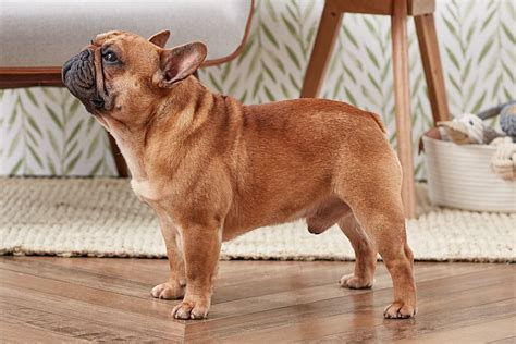 French Bulldog Full Profile History And Care