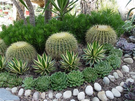 Cactus plant facts you probably know the cactus as a spiky green plant that grows in the desert. Preparing Soil For Succulent Garden - Garden Ftempo