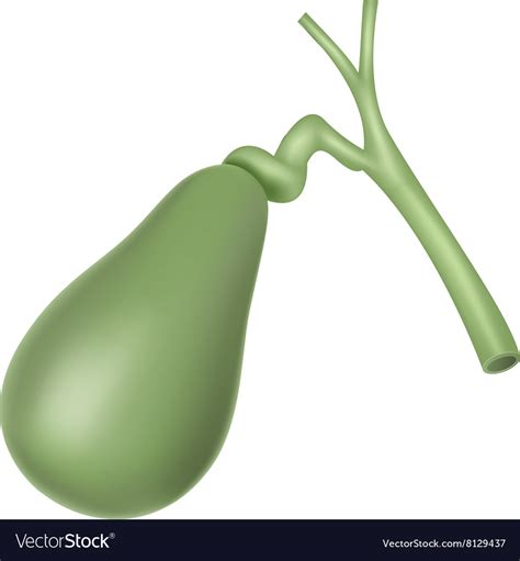 Picture of gallbladder the gallbladder is a small pouch that is on the right side of the abdomen under the liver. Cartoon of Human gallbladder anatomy Royalty Free Vector