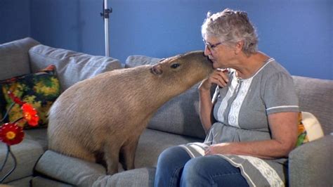 Capybaras As Pets Everything You Need To Know