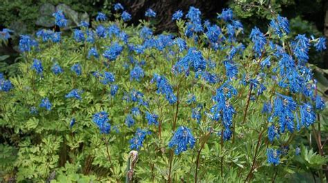 Blue Perennial Flowers Zone 5