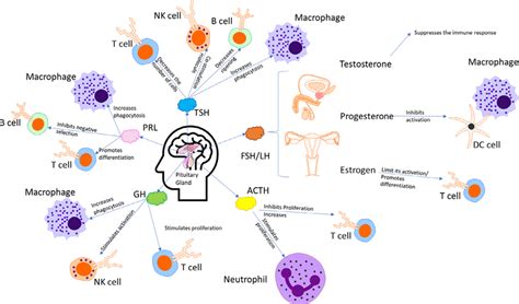 effect of hormones on immune cells panel depicts each of the hormones download scientific