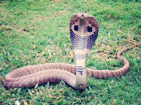 Cobra Serpent Reptile Des Photo Gratuite Sur Pixabay