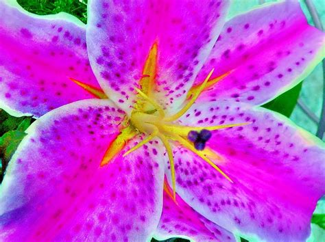 Pink Blue Orchid Photograph By Ed Immar Fine Art America