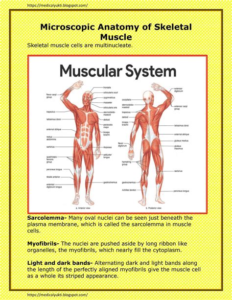 Muscular System Anatomy Physiology Medical Yukti