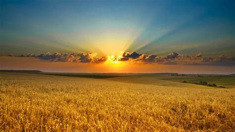 Beautiful Sunrise Wheat Field Hd Nature Wallpapers Hd Wallpapers Id