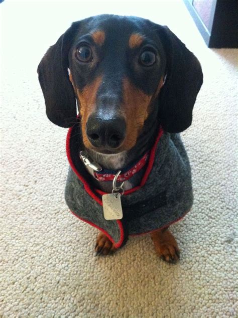Fda reviews capa for compliance with 21 cfr. Walter, all love in his winter cape. (With images ...