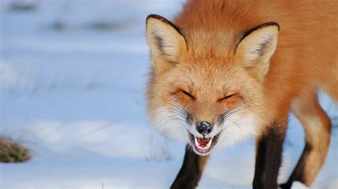 Smiling Fox Fox Red Fox Animals
