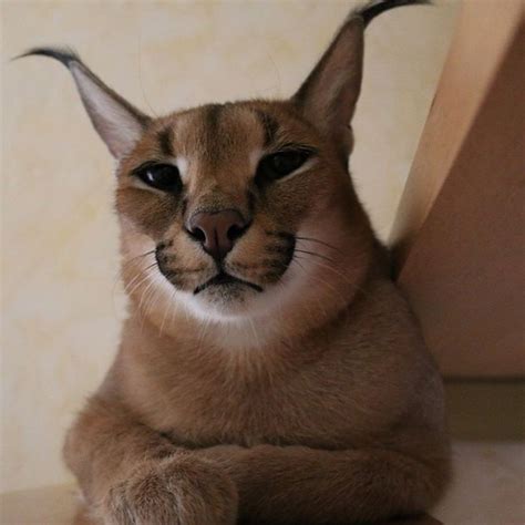 Caracal Amazing And Exotic Feline As A Pet Caracal Caracalcat