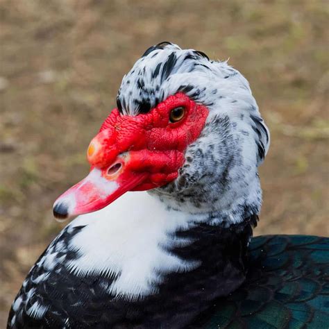 Raising Muscovy Ducks Everything You Need To Know