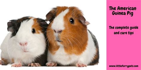American Guinea Pig The Complete Breed Guide And Care Tips