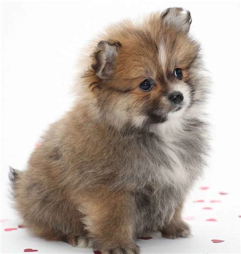 Small dog names - 350 ideas for naming your little puppy | Small dog ...