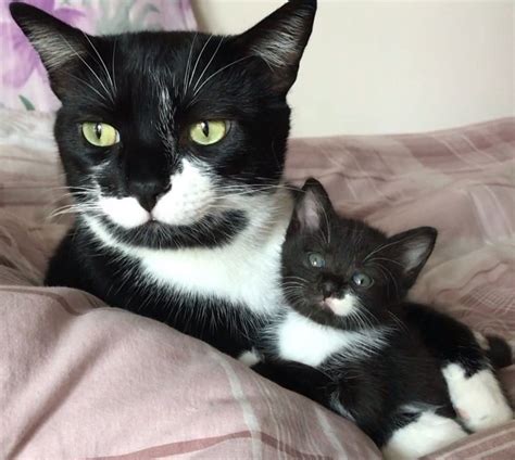 Free tuxedo kittens am looking for a male tuxedo kitten no more than: How To Get Cat To Like Kitten