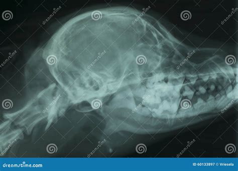 Dog Skull X Ray