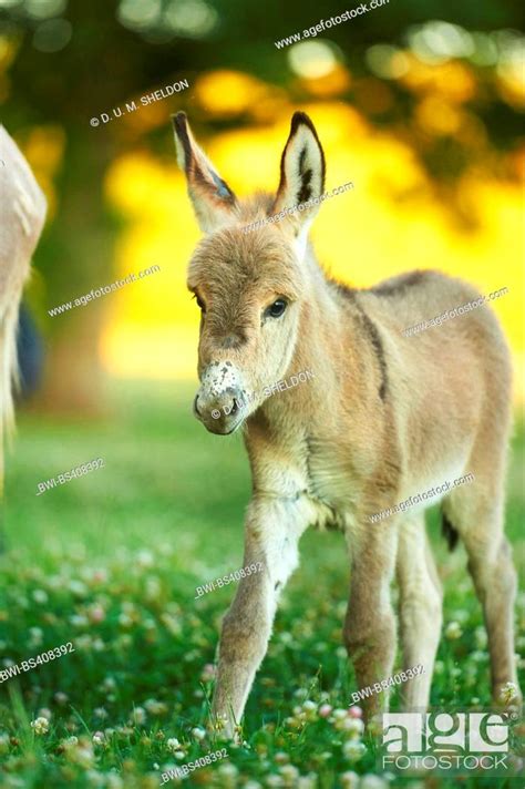 Domestic Donkey Equus Asinus Asinus Foal Standing In A Blooming