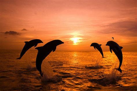 Dolphin Sunset Dolphins Animals Ocean Animals