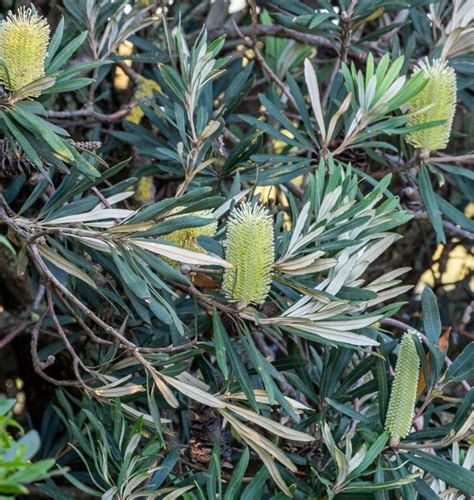 Coast Banksia Swan Bay Environment