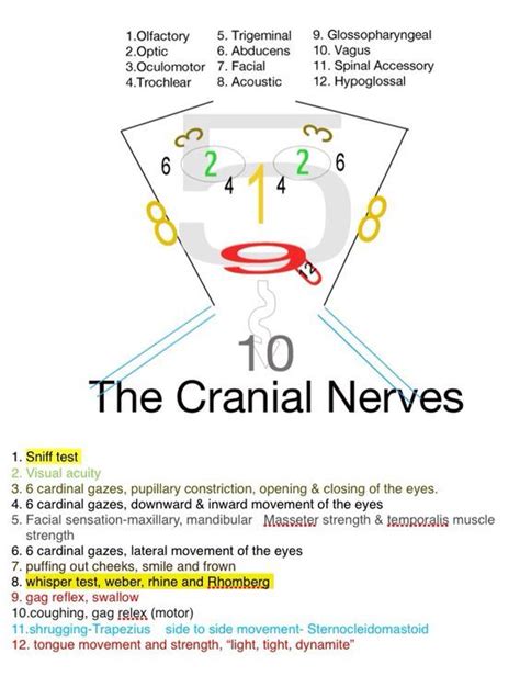 The cranial nerves are a common subject of study for anatomy students. Pin by The Nerdy Nurse on