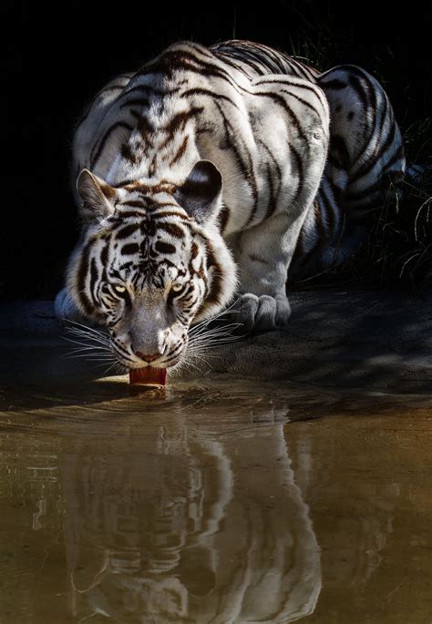 Tiger Drinking Water Wallpapers Top Free Tiger Drinking Water