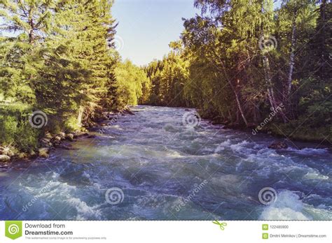 River Mountains And Forests In Altai The Rapid Flow Of The River