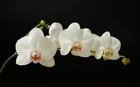 234 Orchid Hd Wallpapers Backgrounds Wallpaper Abyss Page 2