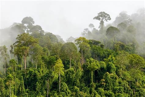 Caracteristicas Del Clima De La Selva Tropical Chefli