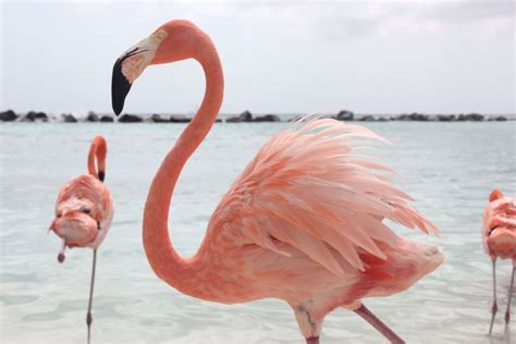 Everything You Need To Know About Flamingo Beach Aruba Visit Aruba