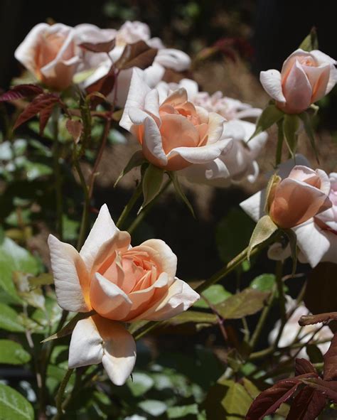 Check out our landscape rose selection for the very best in unique or custom, handmade pieces from our shops. Perle d'Or Rose - the landscape of us | Landscaping with ...
