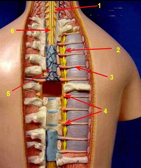 Labels are a means of identifying a product or container through a piece of fabric, paper, metal or plastic film onto which information about them is printed. Practical 4- FINAL - Anatomy & Physiology 240a with Jabs at Southern Illinois University ...