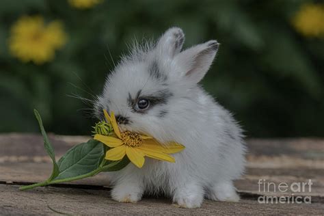 Bunny Eating A Flower Photograph By Russell Myrman