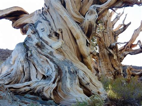 The Great Basin Bristlecone Pines The Oldest Tree On Earth The World