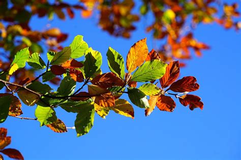 Free Image on Pixabay - Fall Foliage, Leaves, Autumn | Fall foliage ...