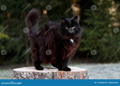 A Black Norwegian Forest Cat Female Stock Image Image Of Breed Cute