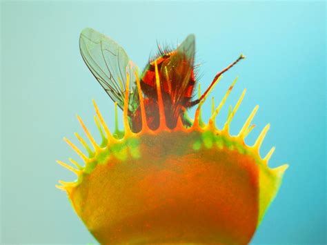 Venus Flytraps Know How To Count Smart News Smithsonian Magazine