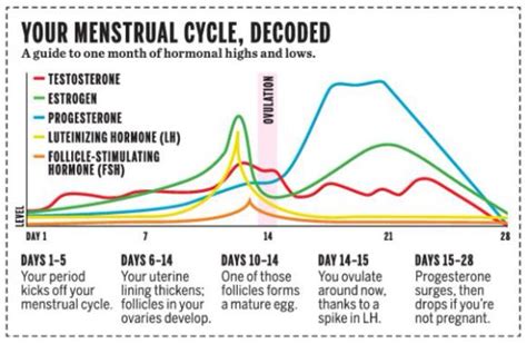 Male Vs Female Hormone Cycle Chart