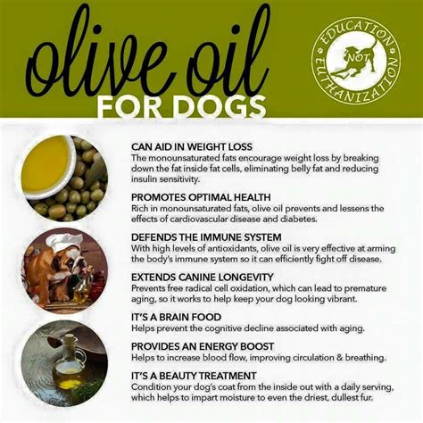 Olive Oil For Dogs Olive Oil For Dogs Oils For Dogs Dog Training