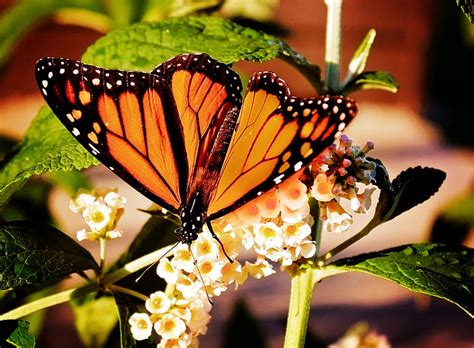 Royalty Free Photo Closeup Photography Of Monarch Butterfly Perched On