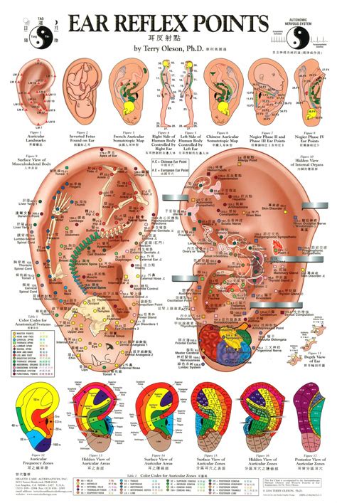 Weight Loss Printable Ear Seed Placement Chart