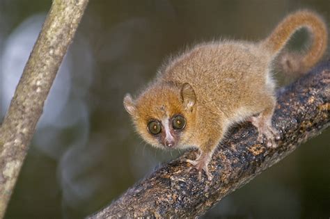 Grey Mouse Lemur Free National Geographic Pix