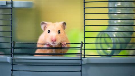 Ask Dr Jenn Are Hamsters Good First Time Pets For Children