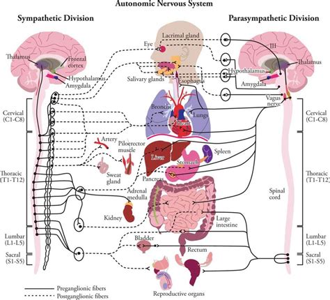 1 2 Autonomic Nervous System Diagram Quizlet