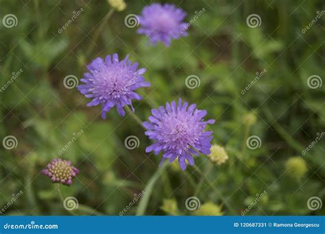 Purple Pincushions Scabiosa Ochroleuca Stock Image Image Of Wild