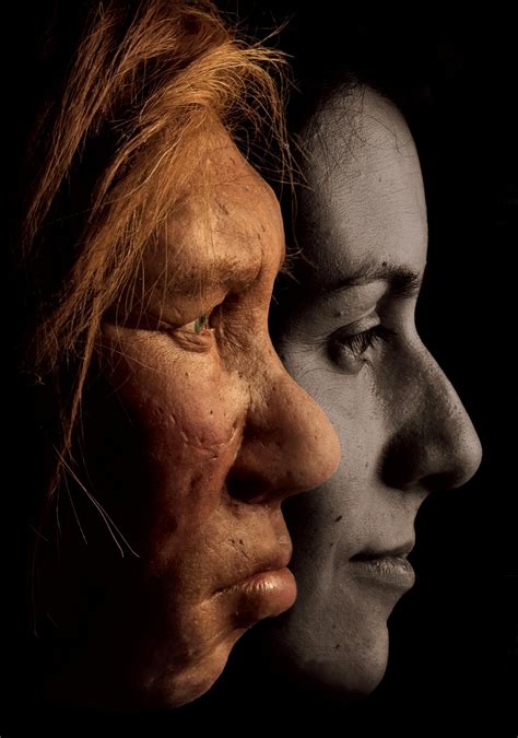 Surprise Percent Of Neanderthal Genome Lives On In Modern Humans