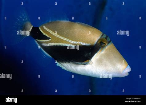 Wedgetail Triggerfish Balistes Vetula Balistidae Indo Pacific Ocean